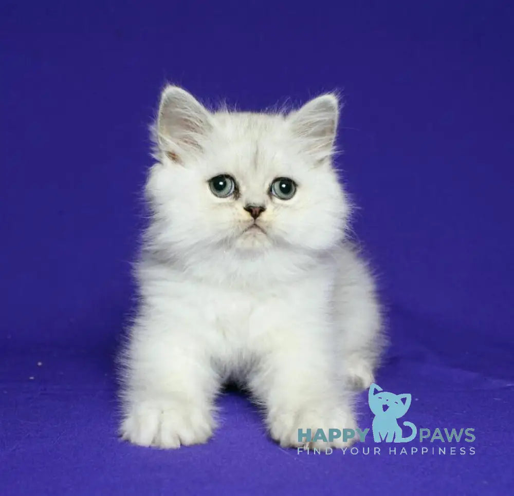 Yan Persian male black silver shaded live animals
