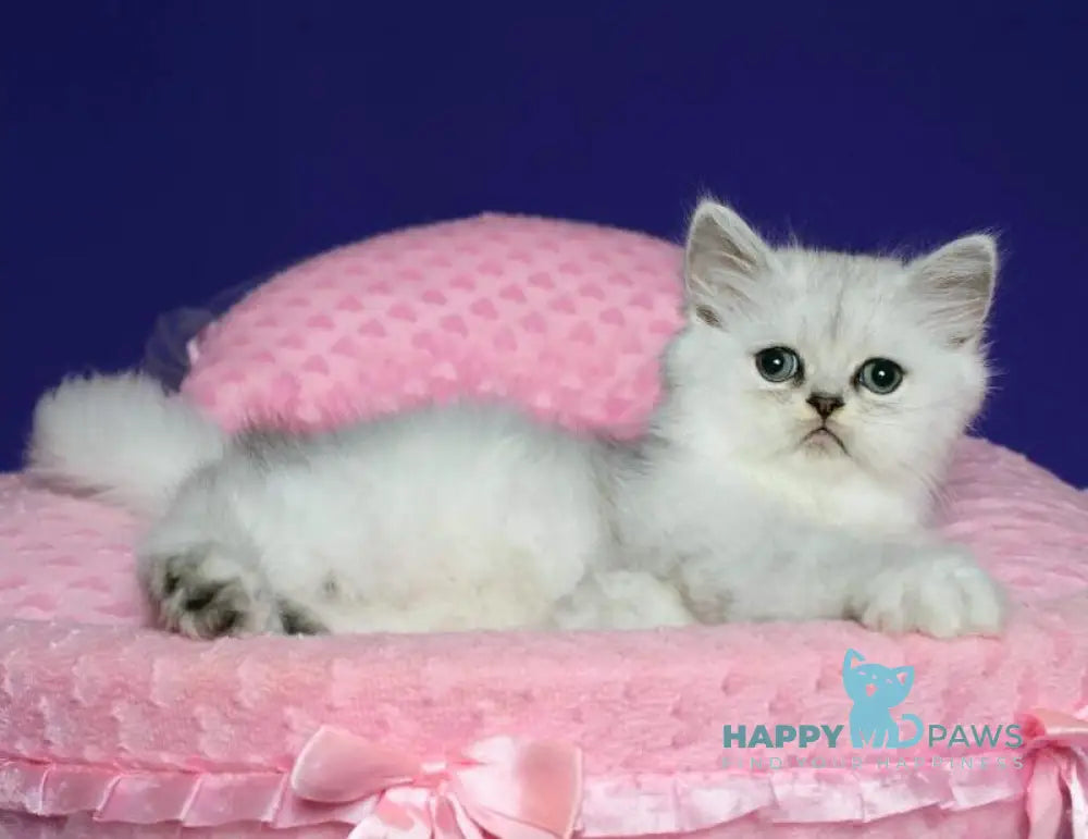 Yan Persian male black silver shaded live animals
