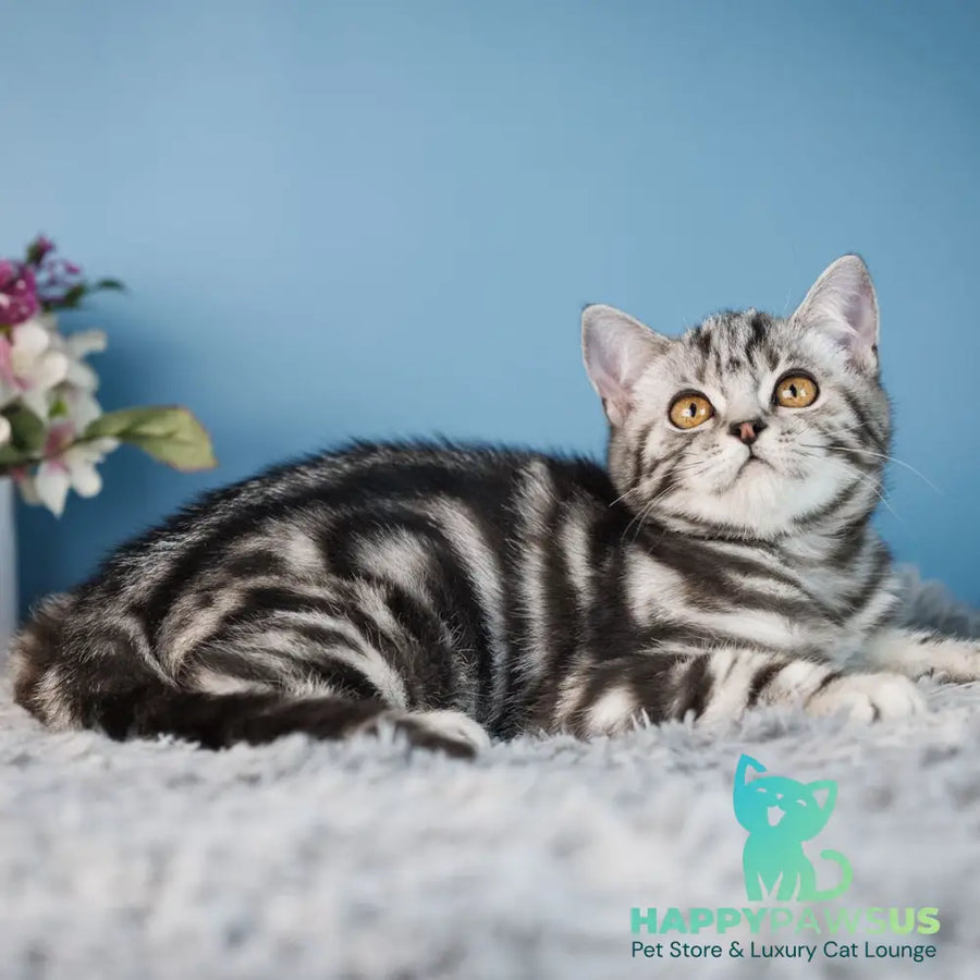 Yan Scottish Straight male black silver tabby - live animals