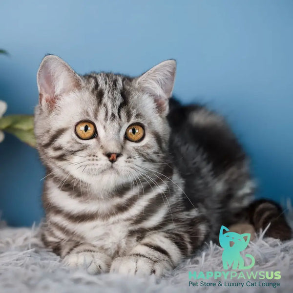 Yan Scottish Straight male black silver tabby - live animals