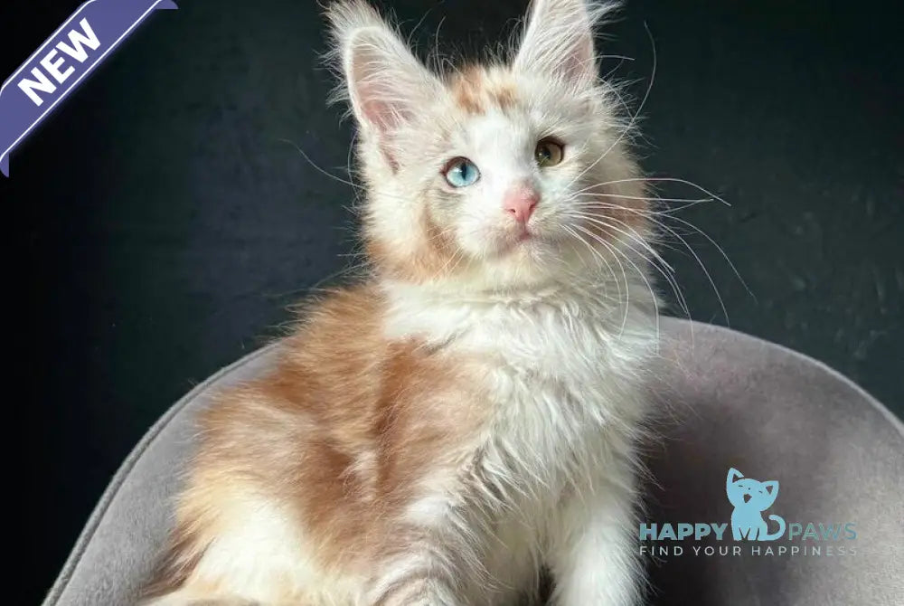 Yana Maine Coon female black tortie silver tabby with white live animals