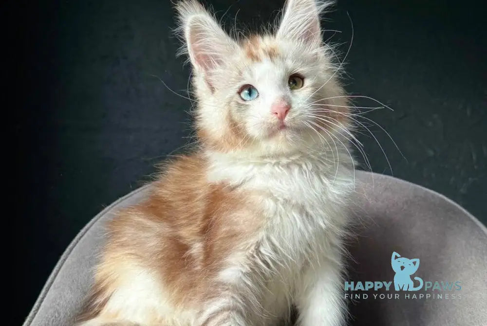 Yana Maine Coon female black tortie silver tabby with white live animals