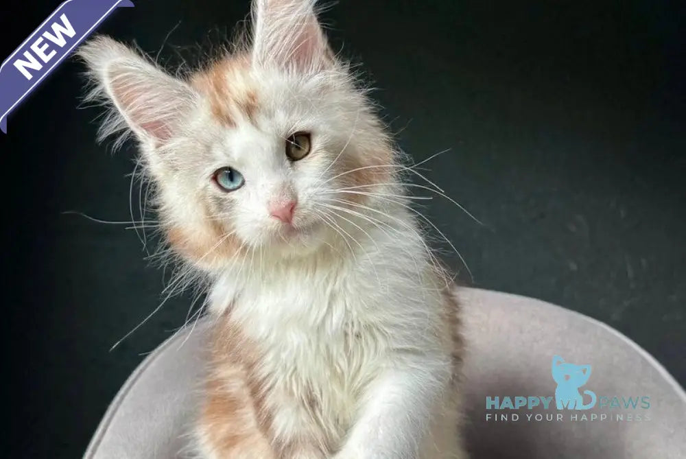 Yana Maine Coon female black tortie silver tabby with white live animals
