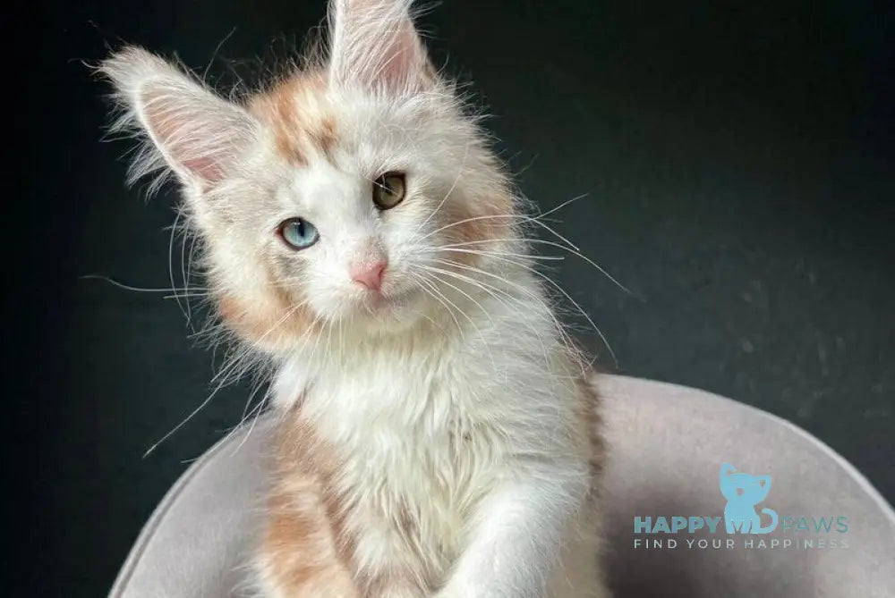 Yana Maine Coon female black tortie silver tabby with white live animals