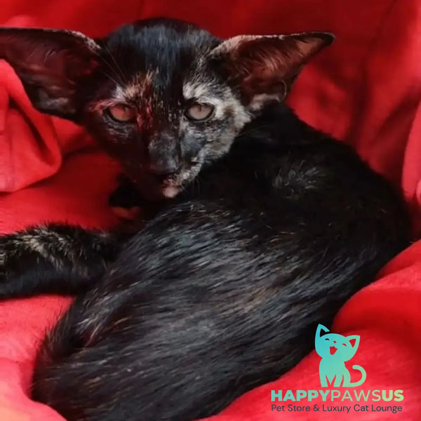 Yana Oriental Shorthair female black tortie - live animals