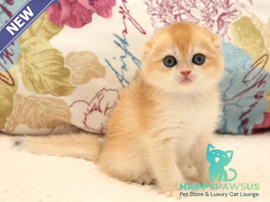 Yana Scottish Fold female black golden chinchilla - live animals