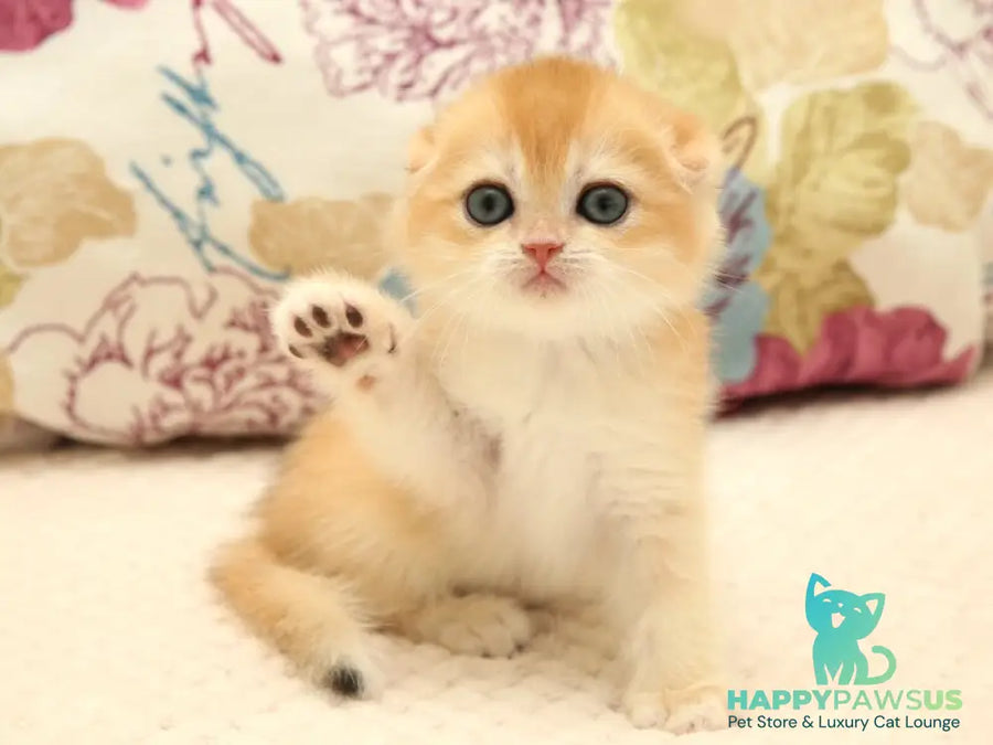 Yana Scottish Fold female black golden chinchilla - live animals