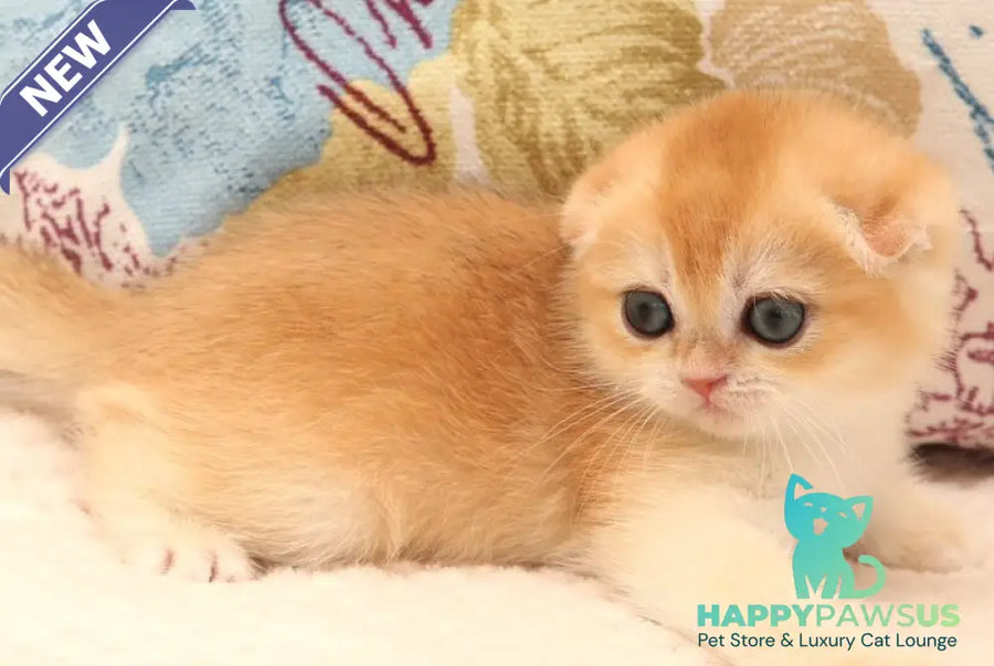 Yana Scottish Fold female black golden chinchilla - live animals