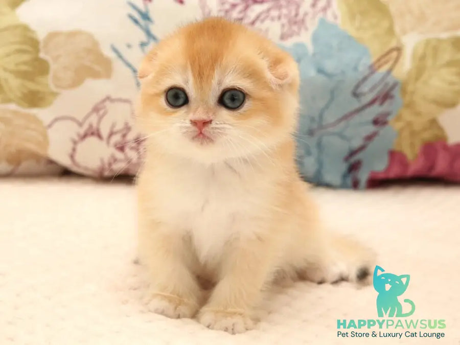Yana Scottish Fold female black golden chinchilla - live animals