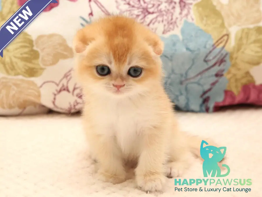 Yana Scottish Fold female black golden chinchilla - live animals