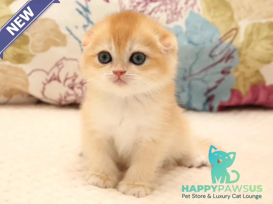 Yana Scottish Fold female black golden chinchilla - live animals
