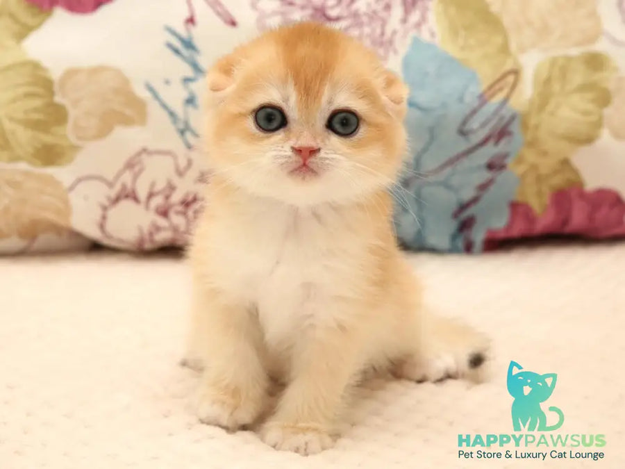 Yana Scottish Fold female black golden chinchilla - live animals