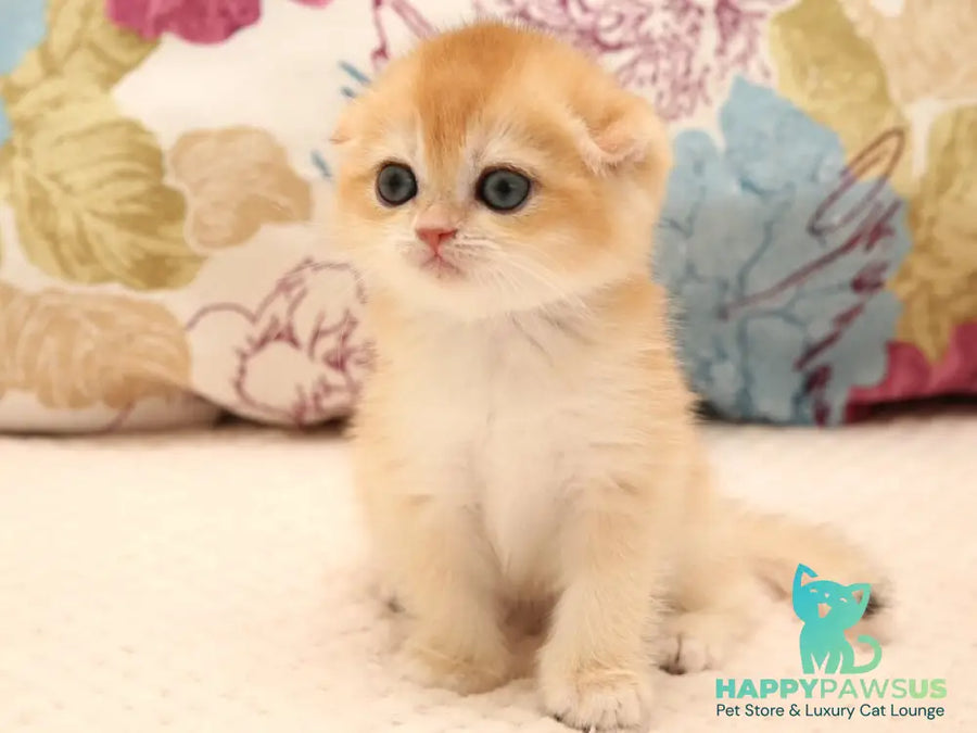 Yana Scottish Fold female black golden chinchilla - live animals