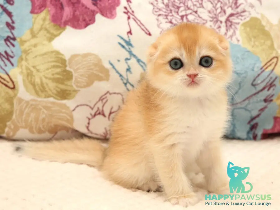 Yana Scottish Fold female black golden chinchilla - live animals