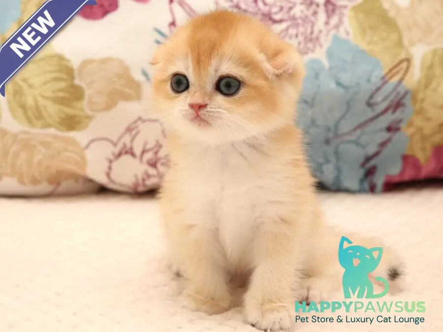 Yana Scottish Fold female black golden chinchilla - live animals