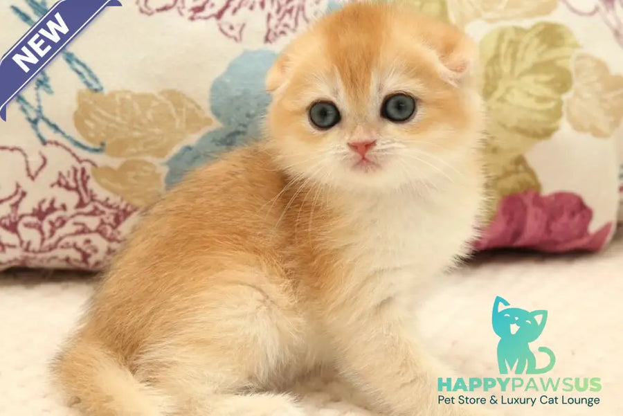 Yana Scottish Fold female black golden chinchilla - live animals