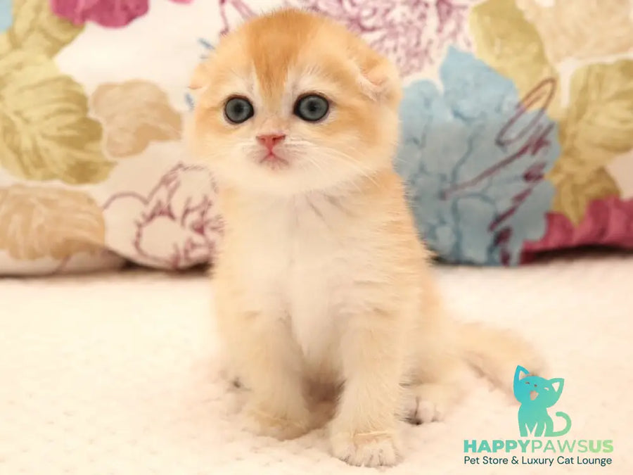 Yana Scottish Fold female black golden chinchilla - live animals