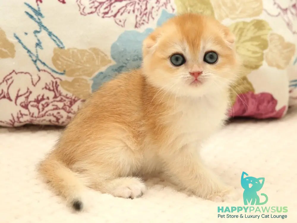 Yana Scottish Fold female black golden chinchilla - live animals