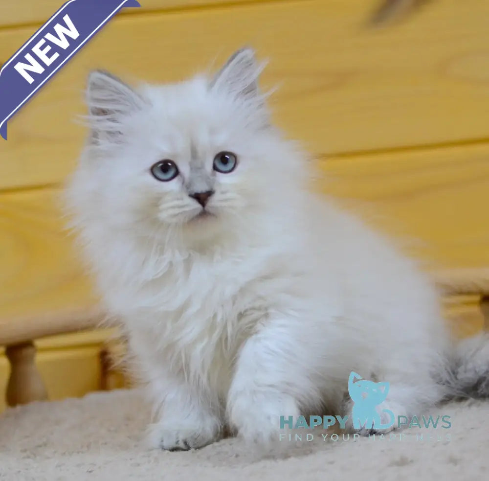 Yana Siberian female blue tabby pointed live animals