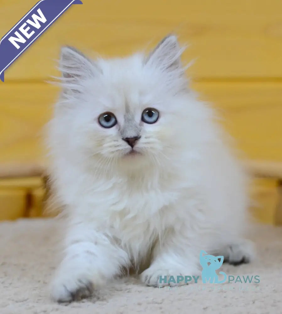 Yana Siberian female blue tabby pointed live animals