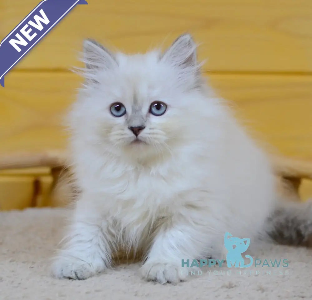 Yana Siberian female blue tabby pointed live animals