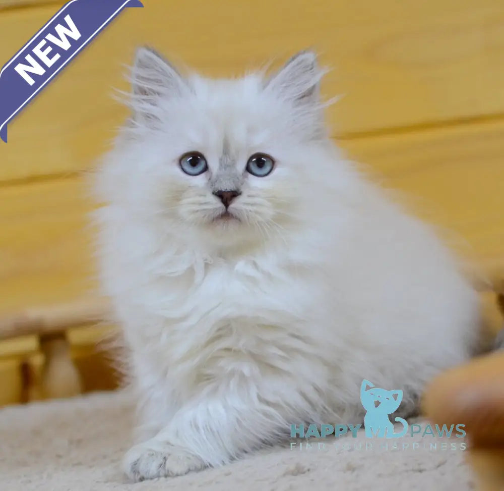 Yana Siberian female blue tabby pointed live animals