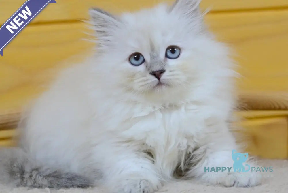 Yana Siberian female blue tabby pointed live animals