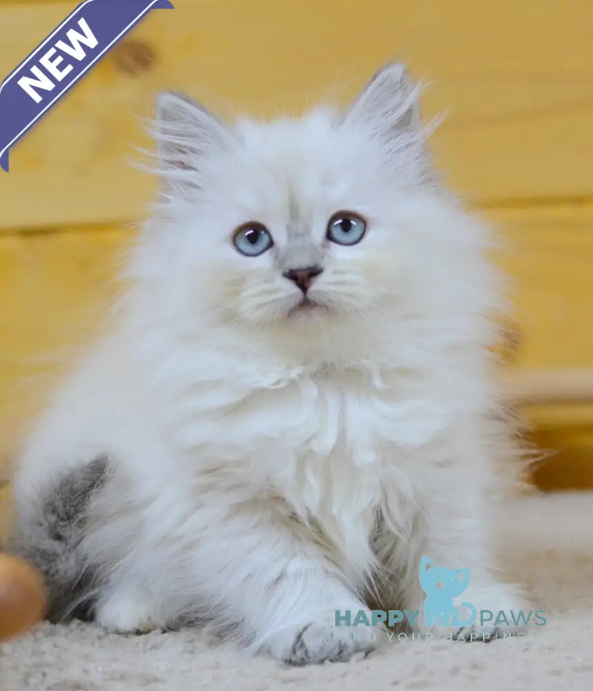 Yana Siberian female blue tabby pointed live animals