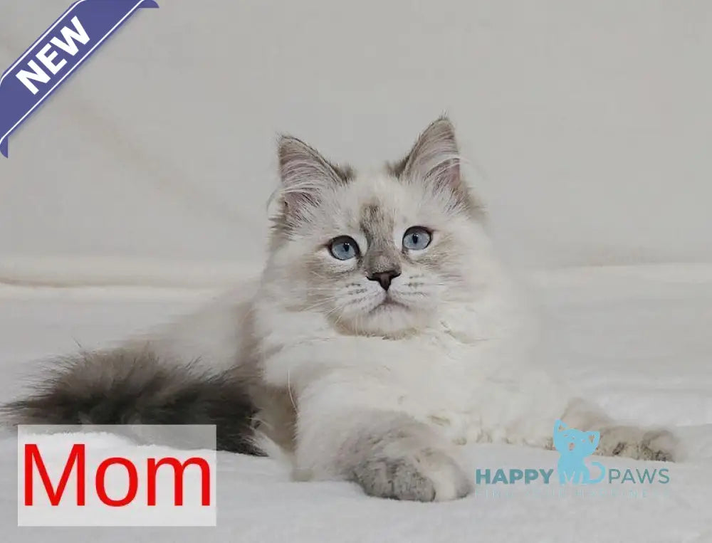 Yana Siberian female blue tabby pointed live animals