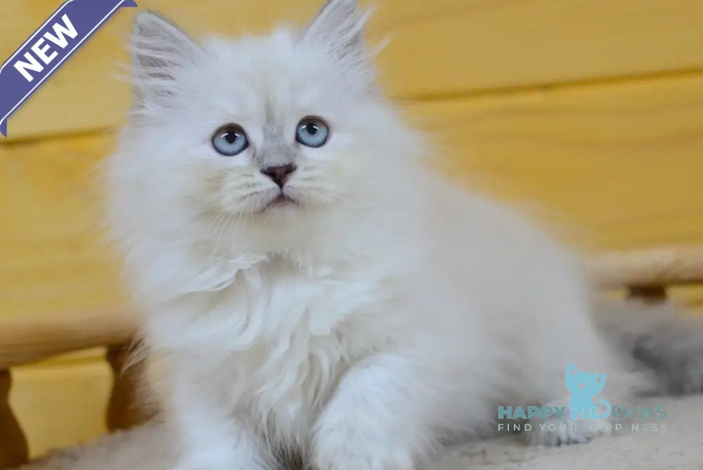 Yana Siberian female blue tabby pointed live animals