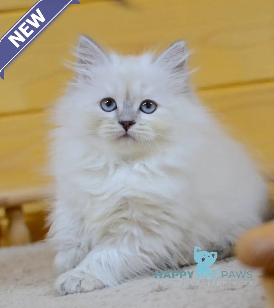 Yana Siberian female blue tabby pointed live animals