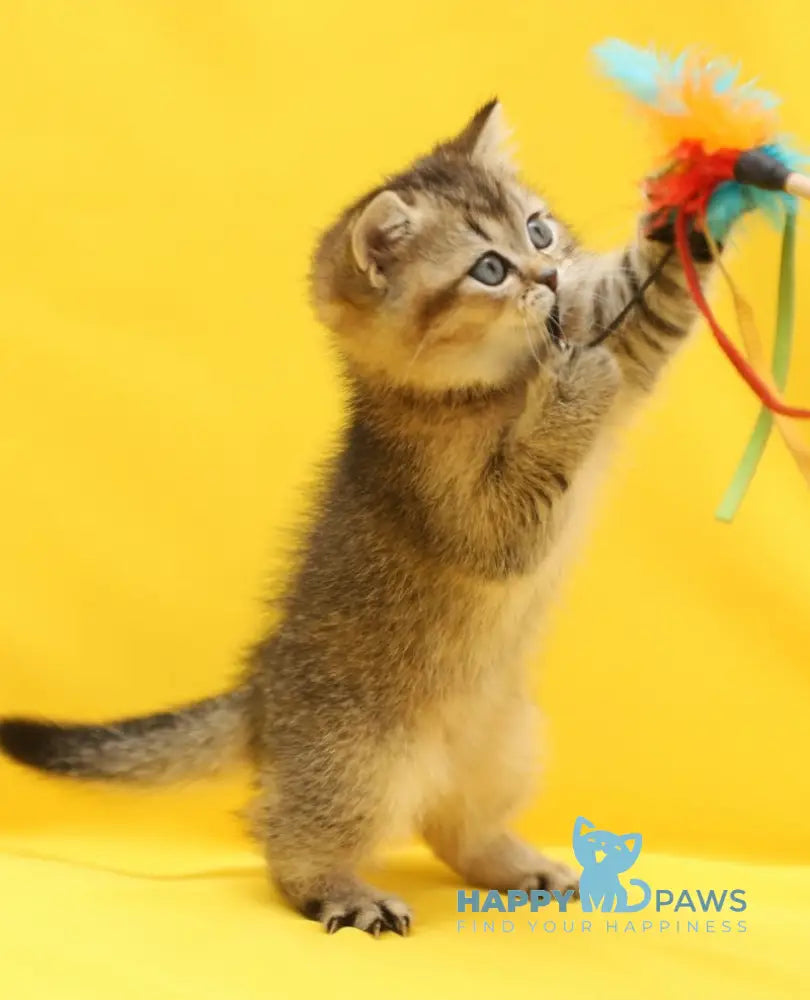 Yanelli Scottish Straight female black golden ticked tabby live animals