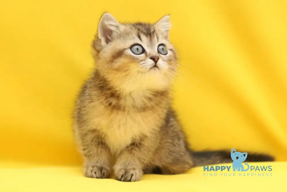 Yanelli Scottish Straight female black golden ticked tabby live animals