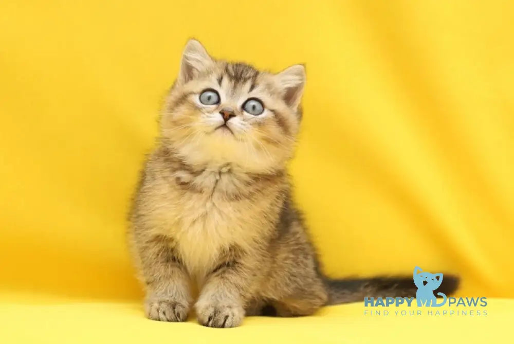 Yanelli Scottish Straight female black golden ticked tabby live animals