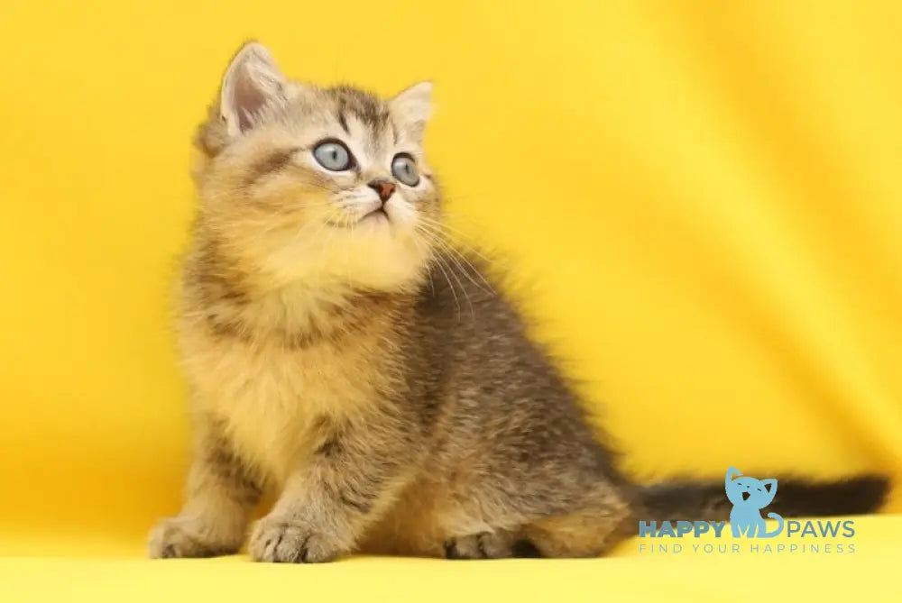 Yanelli Scottish Straight female black golden ticked tabby live animals