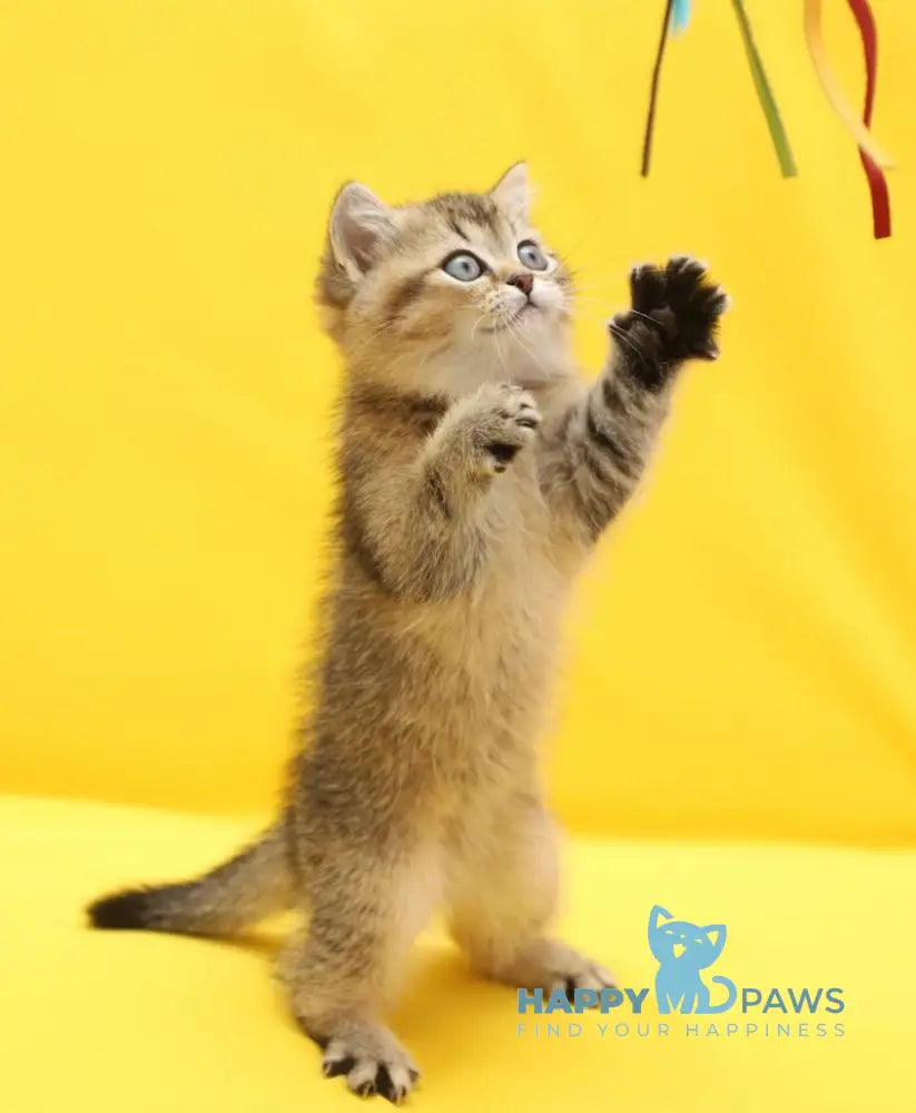 Yanelli Scottish Straight female black golden ticked tabby live animals