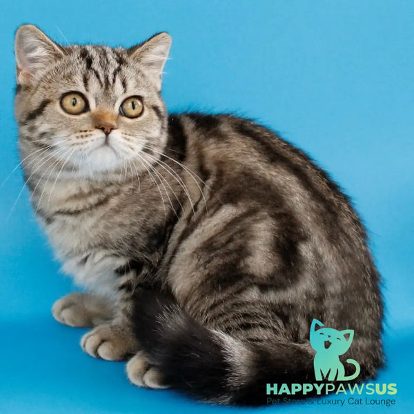 Yanessa British Shorthair female black tabby - live animals