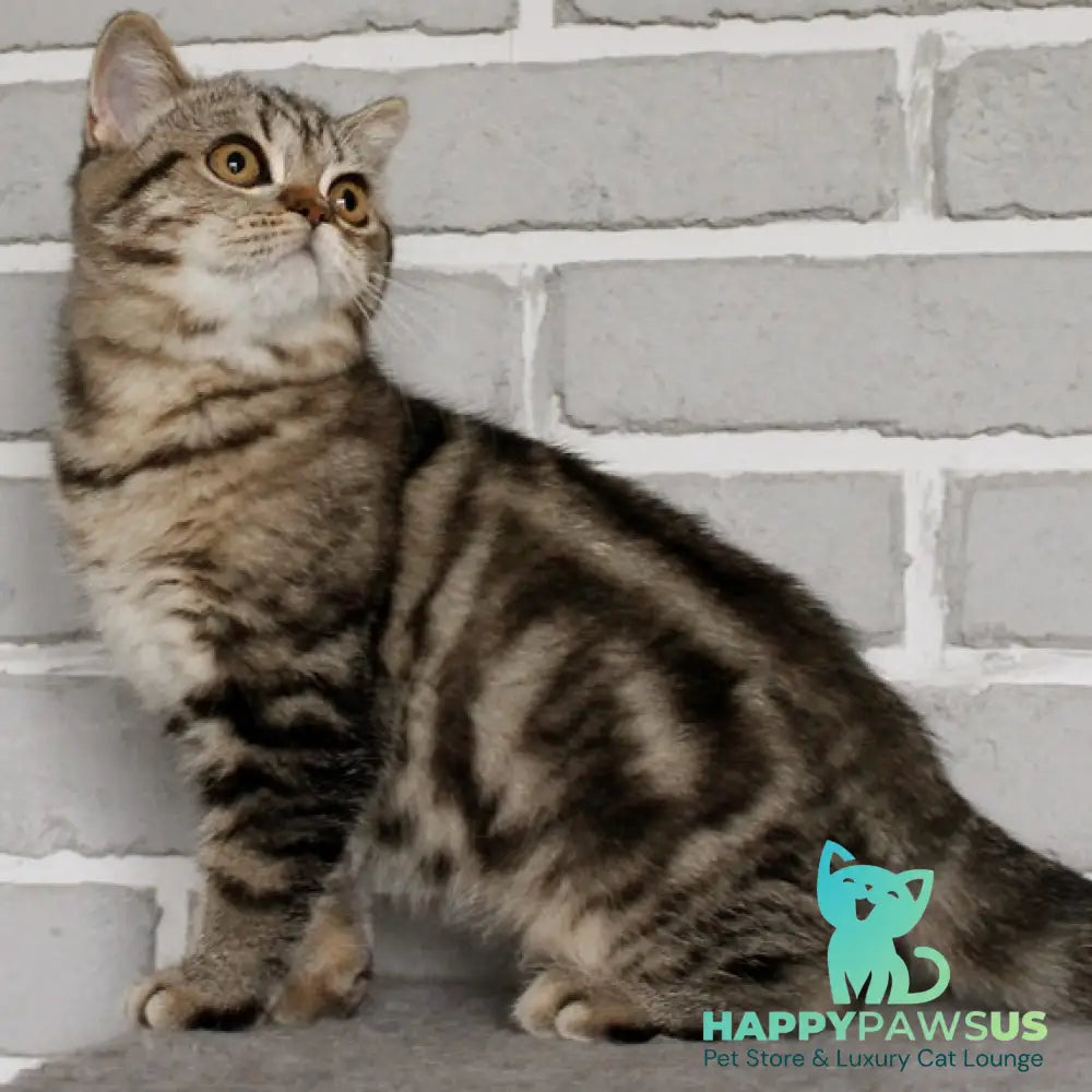 Yanessa British Shorthair female black tabby - live animals