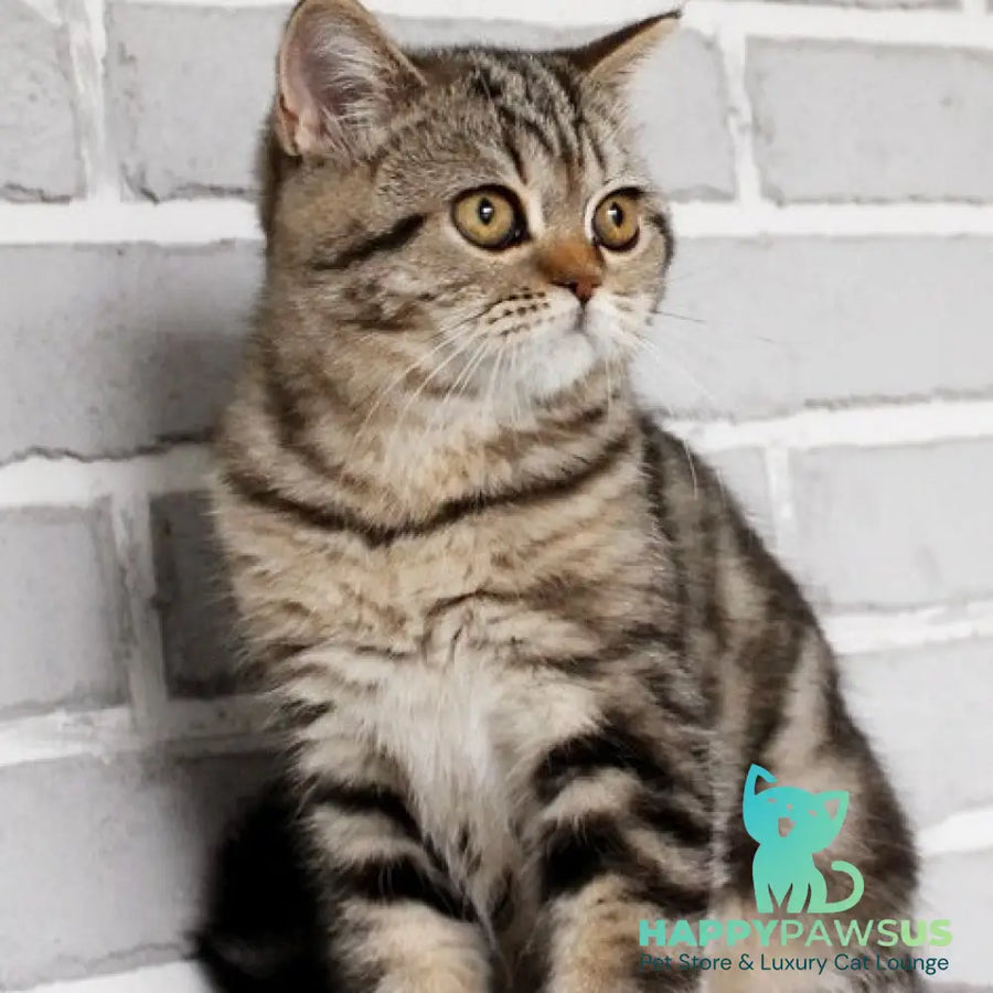 Yanessa British Shorthair female black tabby - live animals