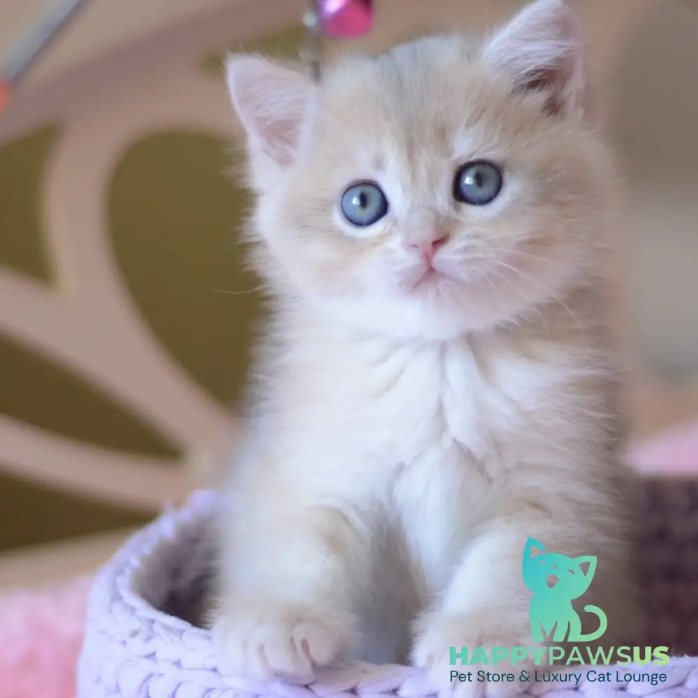 Yanina British Shorthair female blue golden chinchilla - live animals