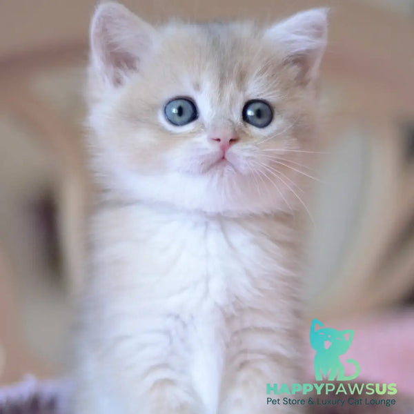Yanina British Shorthair female blue golden chinchilla - live animals