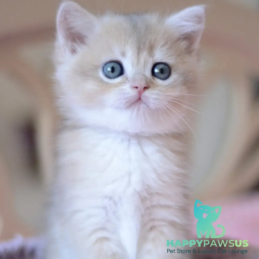 Yanina British Shorthair female blue golden chinchilla - live animals