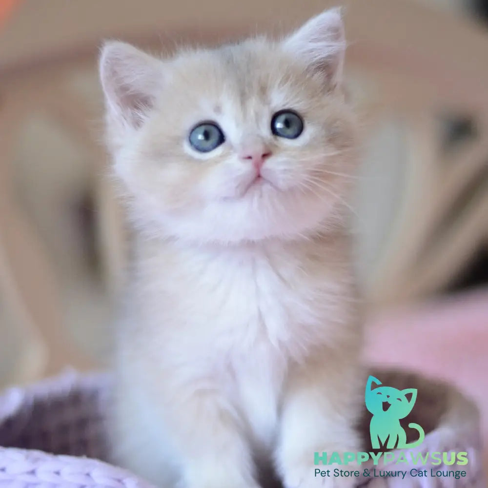 Yanina British Shorthair female blue golden chinchilla - live animals