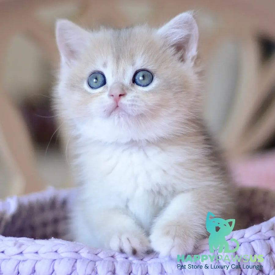 Yanina British Shorthair female blue golden chinchilla - live animals