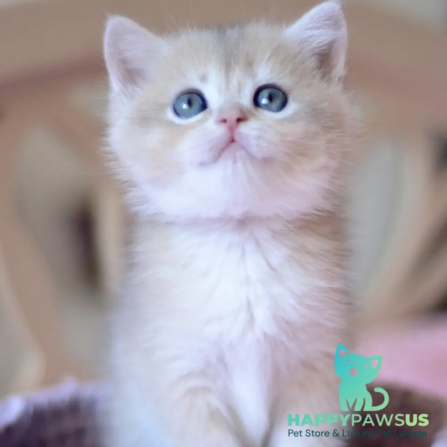 Yanina British Shorthair female blue golden chinchilla - live animals