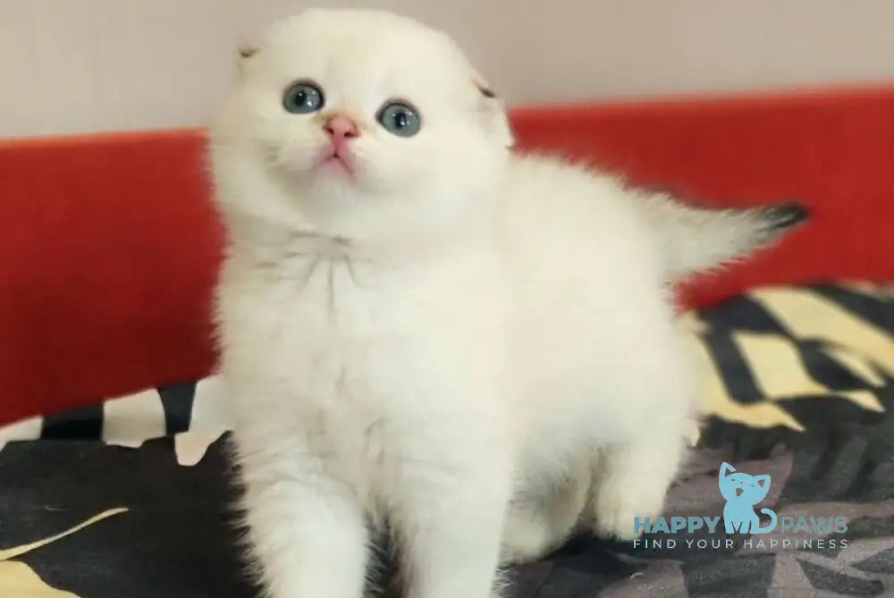 Yanina Scottish Fold female black golden shaded pointed live animals