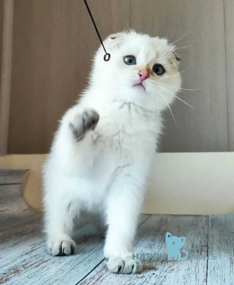 Yanina Scottish Fold female black golden shaded pointed live animals