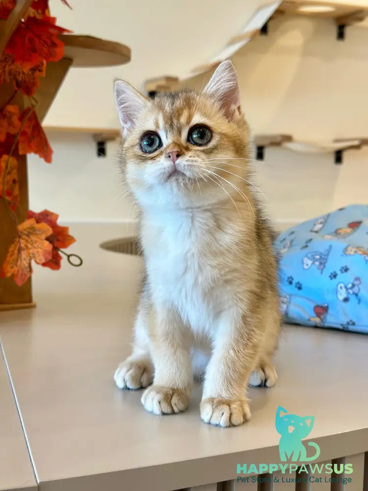 Yanir British Shorthair male black golden ticked tabby - live animals