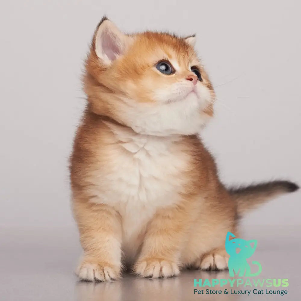 Yanir British Shorthair male black golden ticked tabby - live animals
