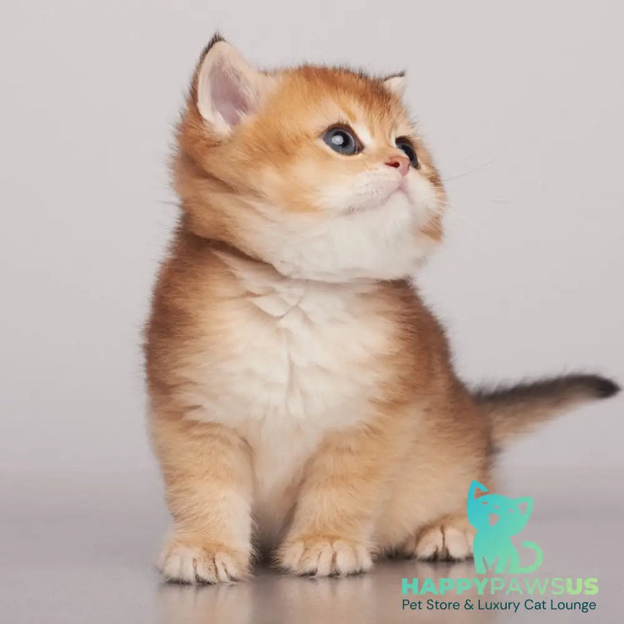 Yanir British Shorthair male black golden ticked tabby - live animals